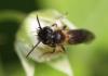 Andrena bicolor